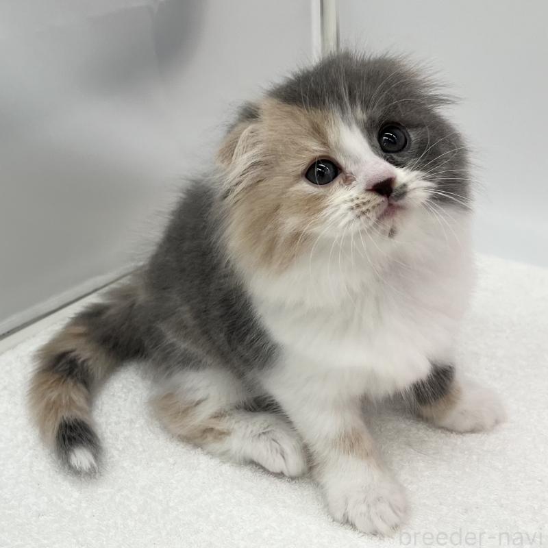 販売中の愛知県のスコティッシュフォールド(折れ耳)-138000の1枚目