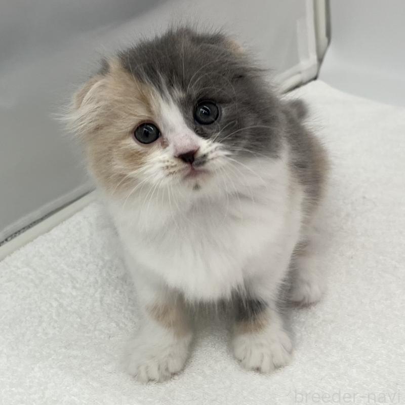 販売中の愛知県のスコティッシュフォールド(折れ耳)-138000の5枚目
