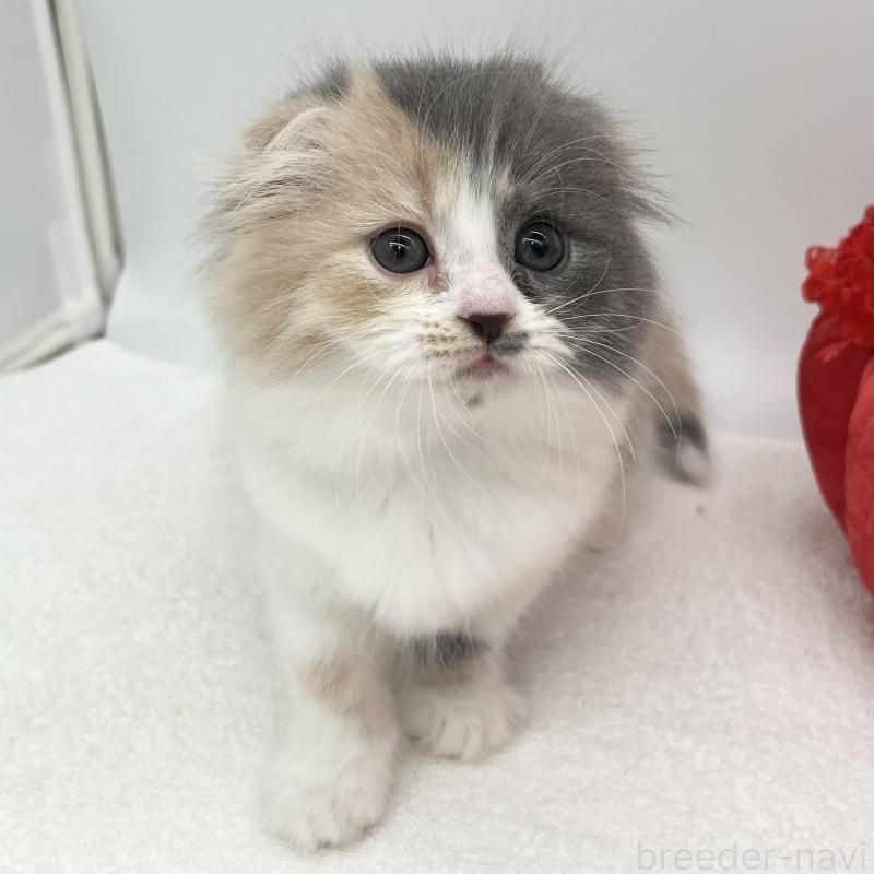 販売中の愛知県のスコティッシュフォールド(折れ耳)-138000の4枚目