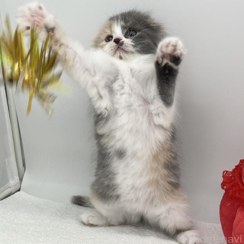 販売中の愛知県のスコティッシュフォールド(折れ耳)-138000の3枚目