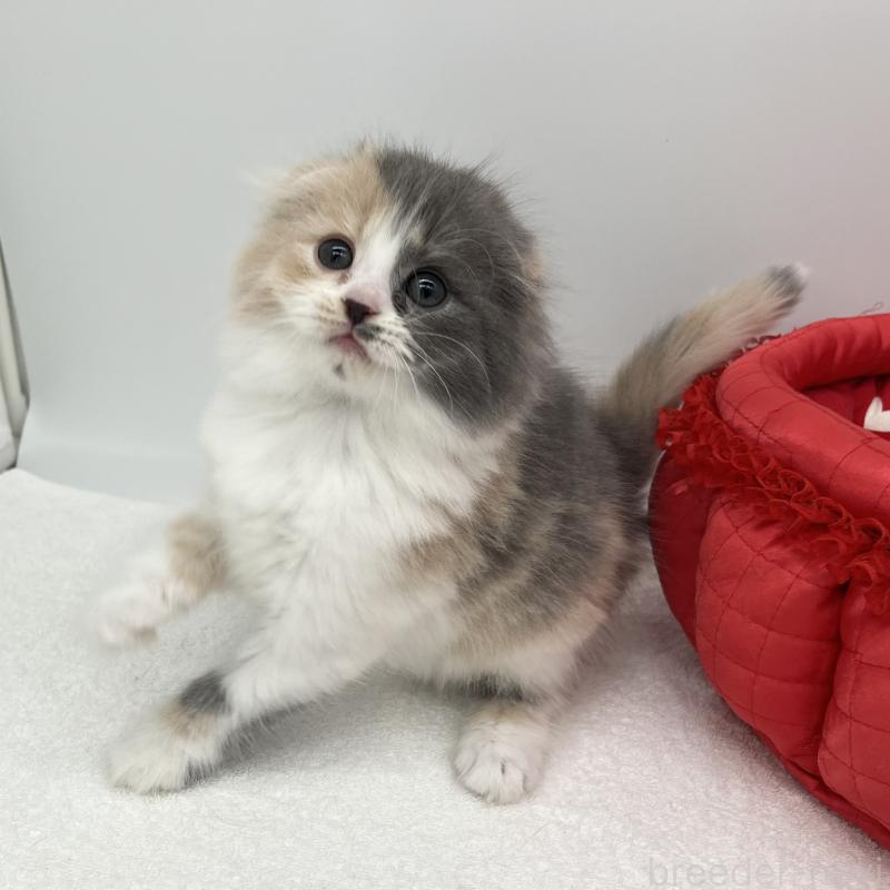 販売中の愛知県のスコティッシュフォールド(折れ耳)-138000の2枚目