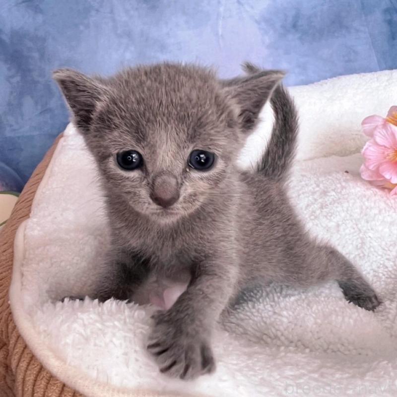 販売中の千葉県のロシアンブルー-138001の7枚目