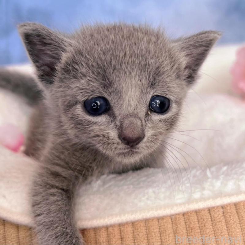 販売中の千葉県のロシアンブルー-138001の1枚目