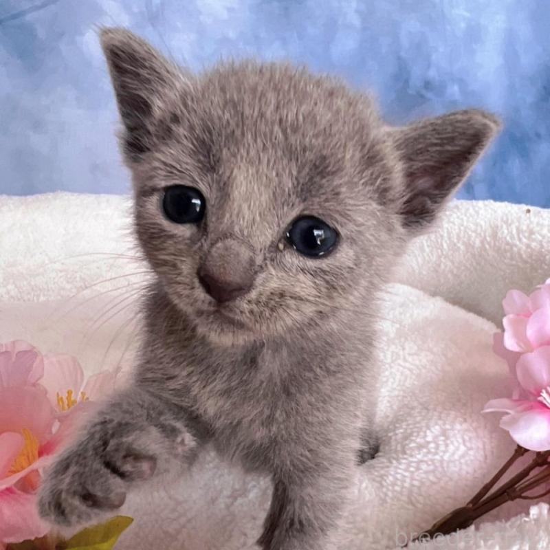 販売中の千葉県のロシアンブルー-138001の6枚目