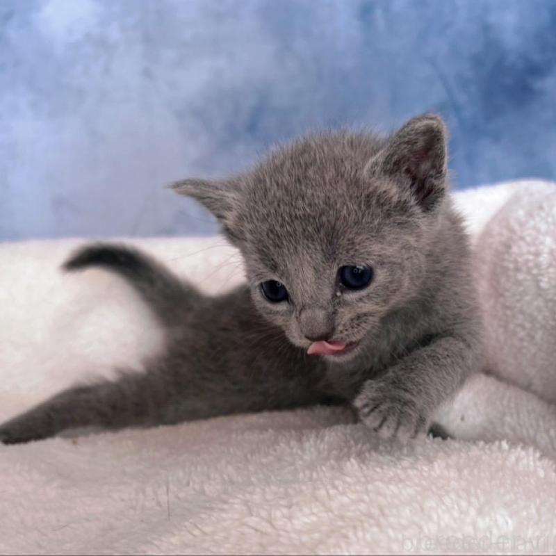 販売中の千葉県のロシアンブルー-138001の5枚目