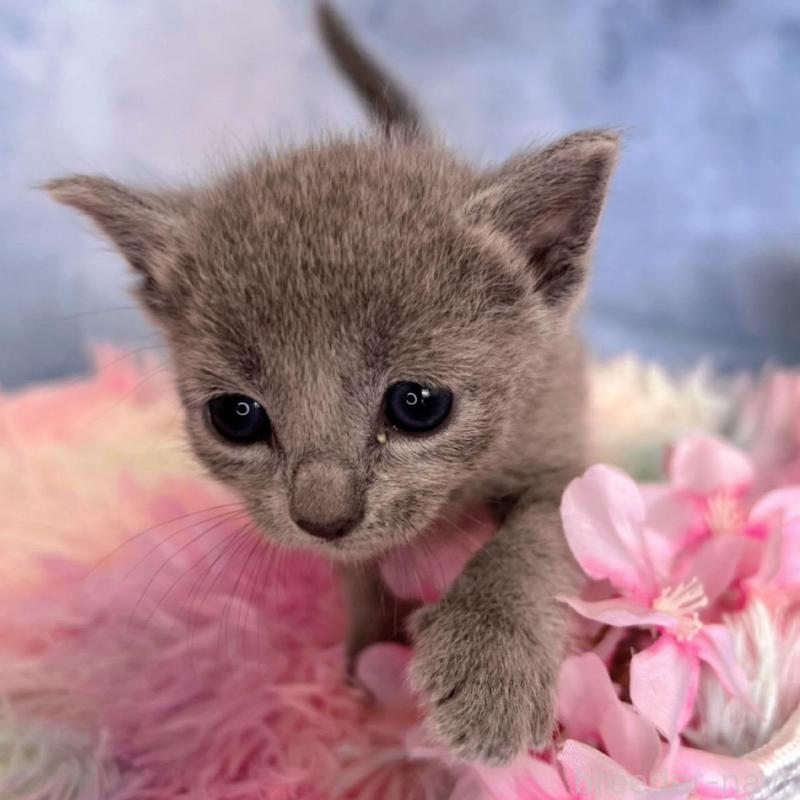 販売中の千葉県のロシアンブルー-138001の3枚目