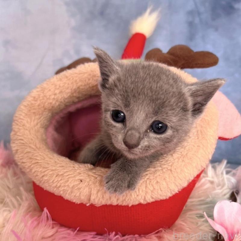 販売中の千葉県のロシアンブルー-138001の2枚目