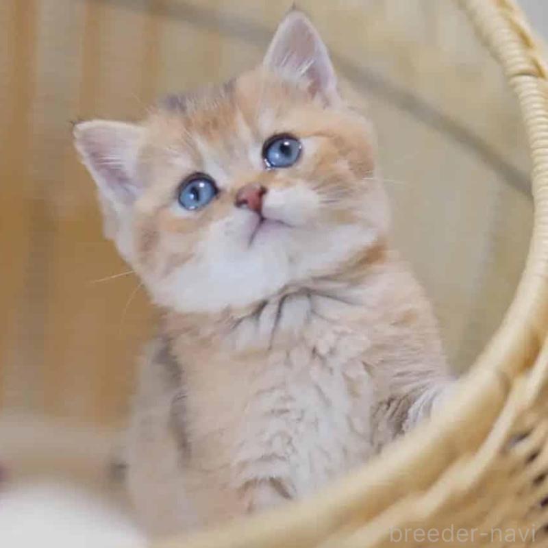 販売中の東京都のブリティッシュショートヘア-138002の5枚目