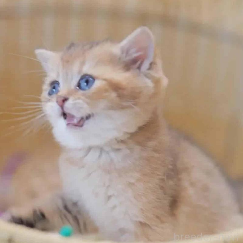 販売中の東京都のブリティッシュショートヘア-138002の4枚目