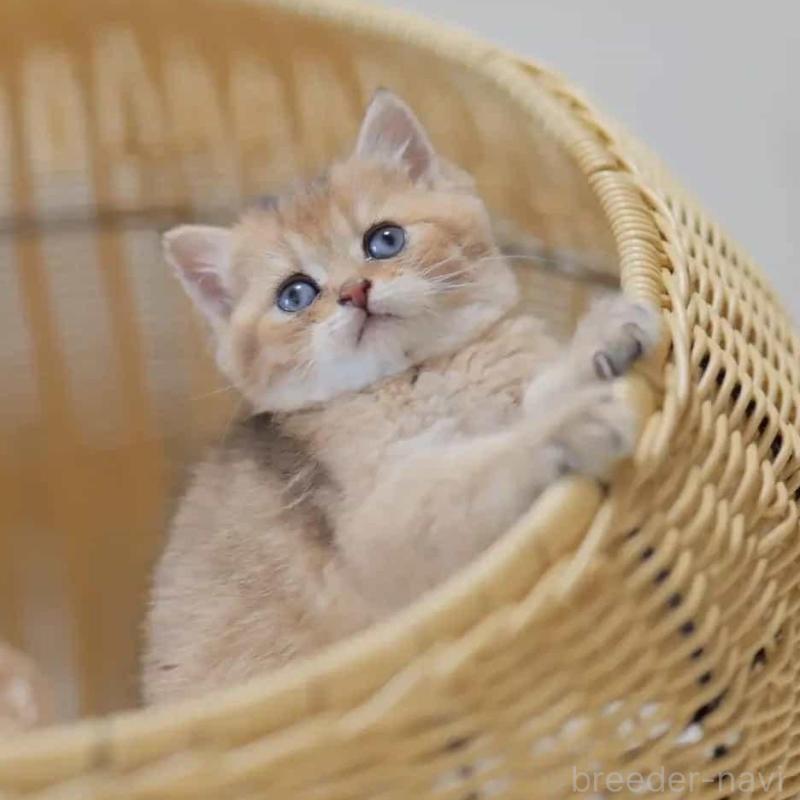 販売中の東京都のブリティッシュショートヘア-138002の3枚目