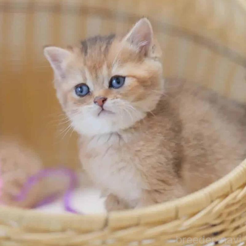 販売中の東京都のブリティッシュショートヘア-138002の2枚目