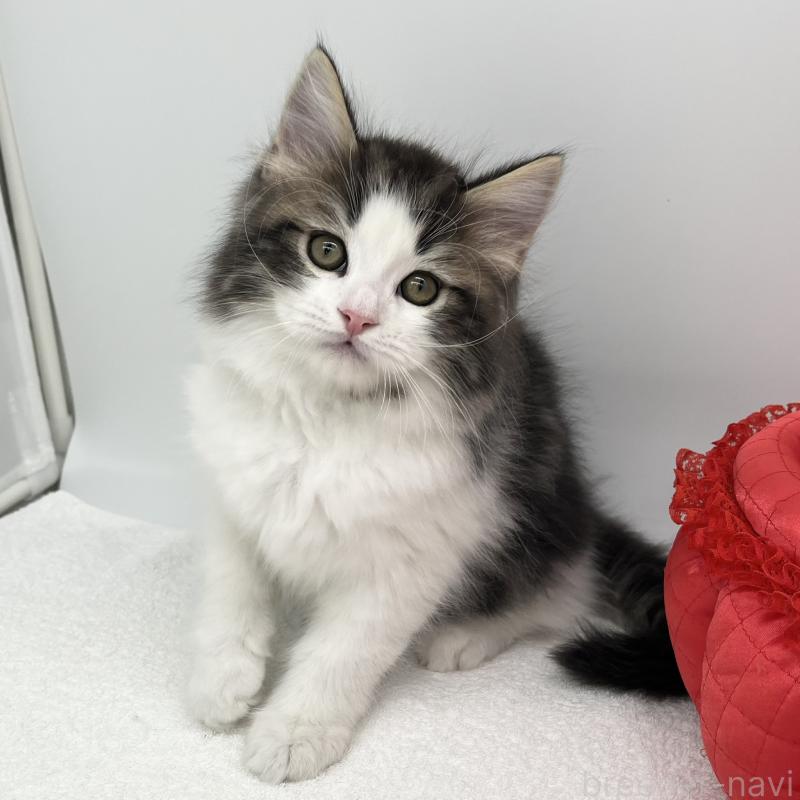 販売中の愛知県のラガマフィン-138003