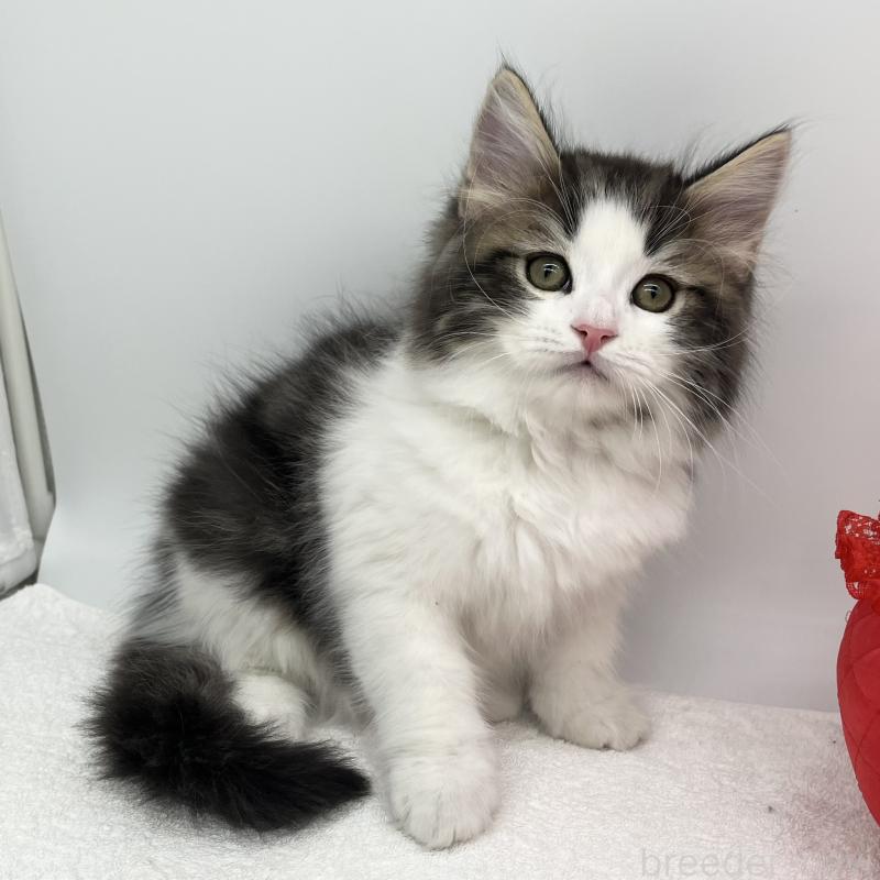 販売中の愛知県のラガマフィン-138003の5枚目