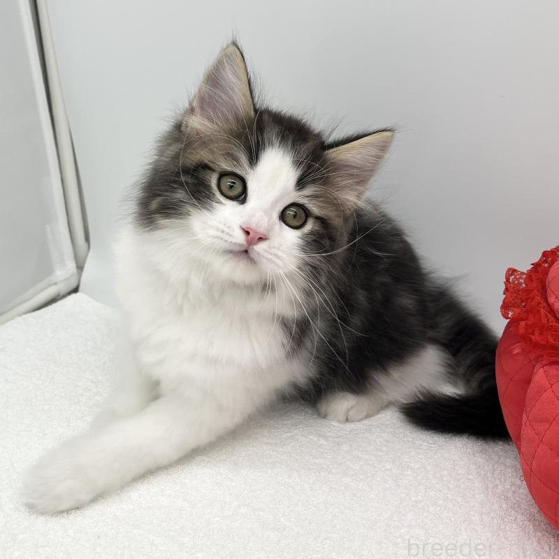 販売中の愛知県のラガマフィン-138003の4枚目