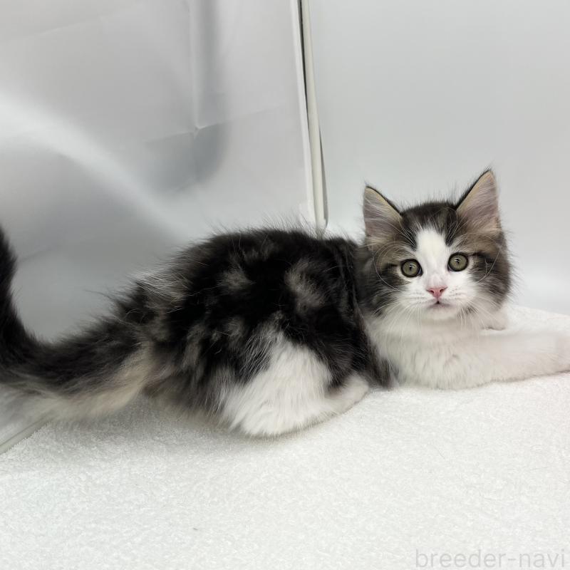 販売中の愛知県のラガマフィン-138003の3枚目