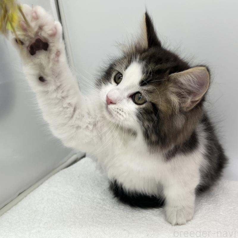 販売中の愛知県のラガマフィン-138003の2枚目