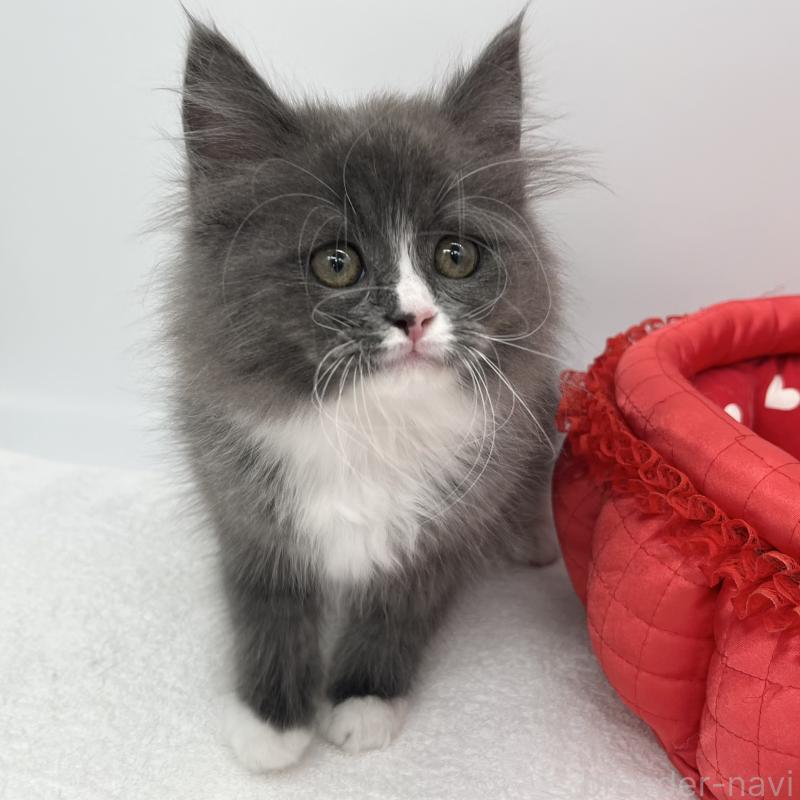 販売中の愛知県のラガマフィン-138010の5枚目