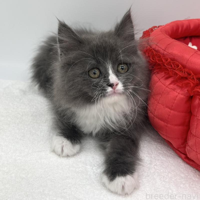 販売中の愛知県のラガマフィン-138010の4枚目