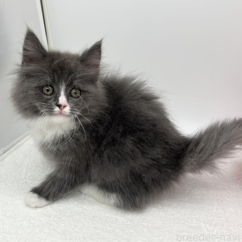 販売中の愛知県のラガマフィン-138010の1枚目