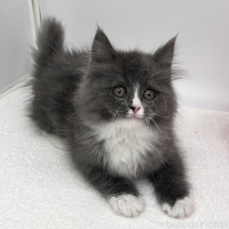 販売中の愛知県のラガマフィン-138010の3枚目