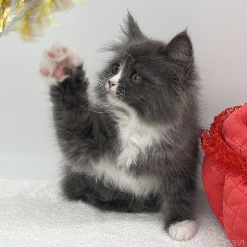 販売中の愛知県のラガマフィン-138010の2枚目