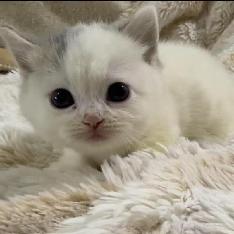 販売中の京都府のマンチカン(短足)-138025の10枚目