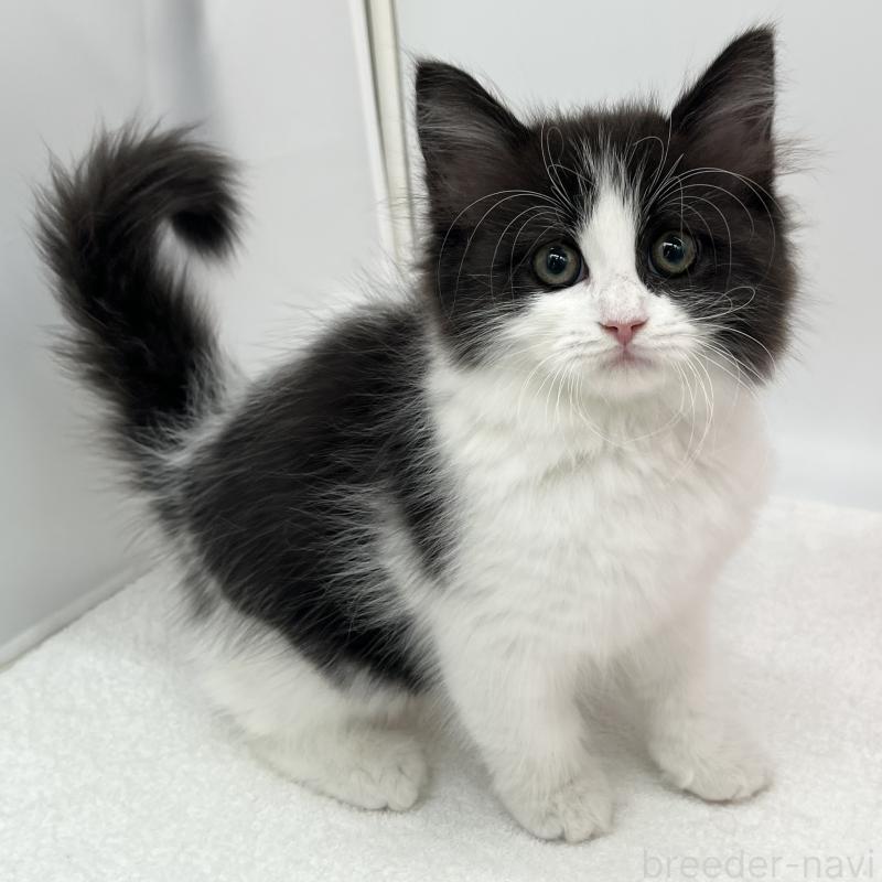 販売中の愛知県のラガマフィン-138015