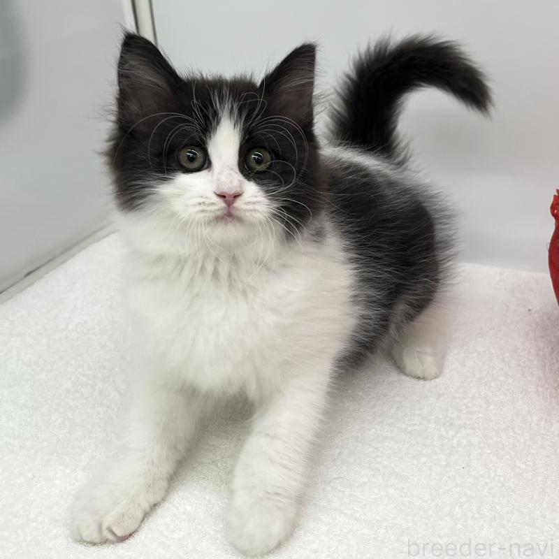 販売中の愛知県のラガマフィン-138015の5枚目