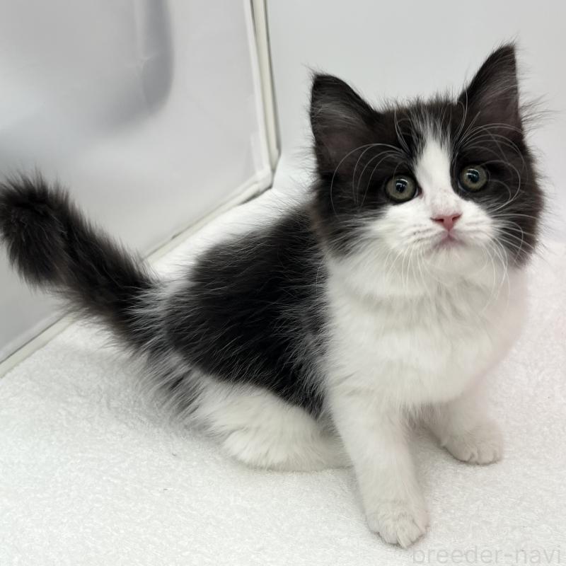 販売中の愛知県のラガマフィン-138015の4枚目