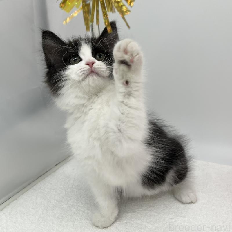 販売中の愛知県のラガマフィン-138015の2枚目