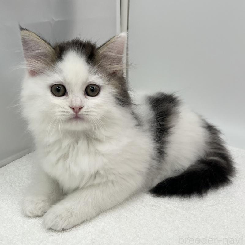 販売中の愛知県のラガマフィン-138018