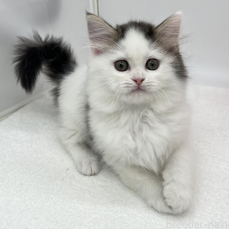 販売中の愛知県のラガマフィン-138018の5枚目