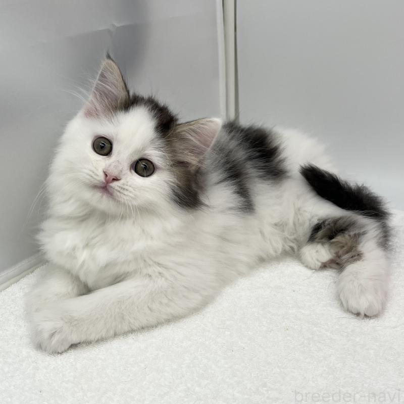 販売中の愛知県のラガマフィン-138018の4枚目