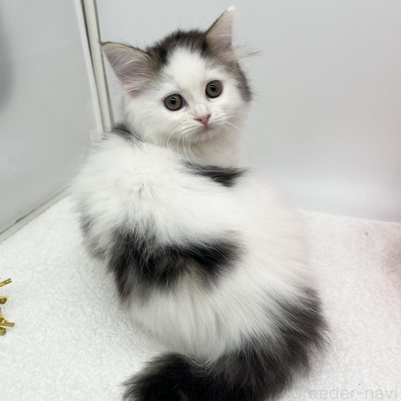 販売中の愛知県のラガマフィン-138018の3枚目