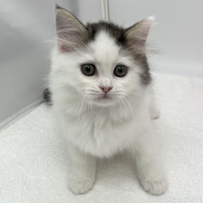 販売中の愛知県のラガマフィン-138018の2枚目