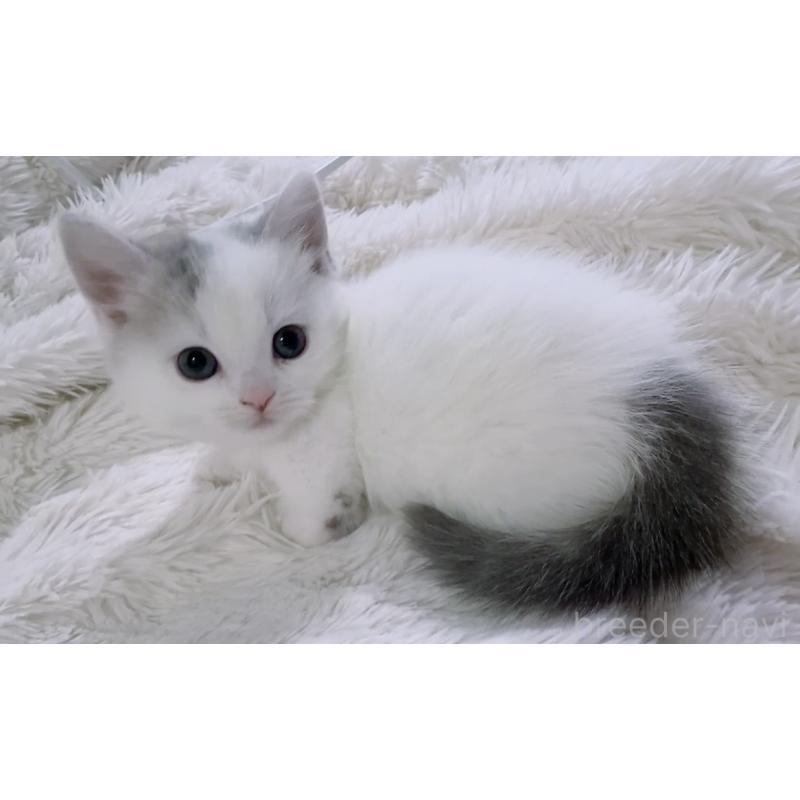 販売中の京都府のマンチカン(短足)-138025の8枚目