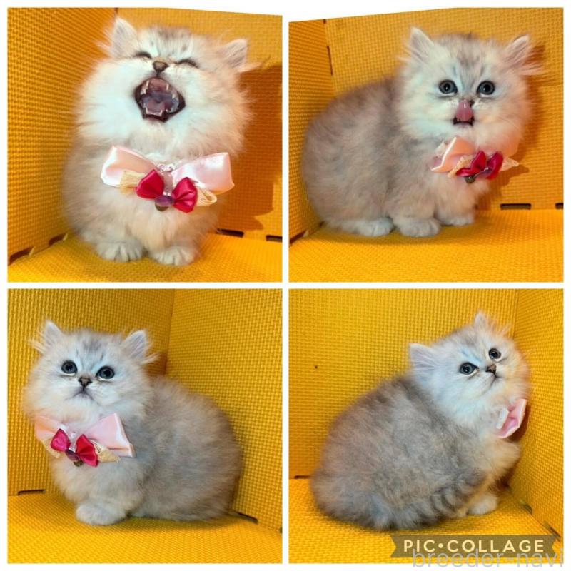 販売中の神奈川県のミヌエット(短足)-138026の5枚目