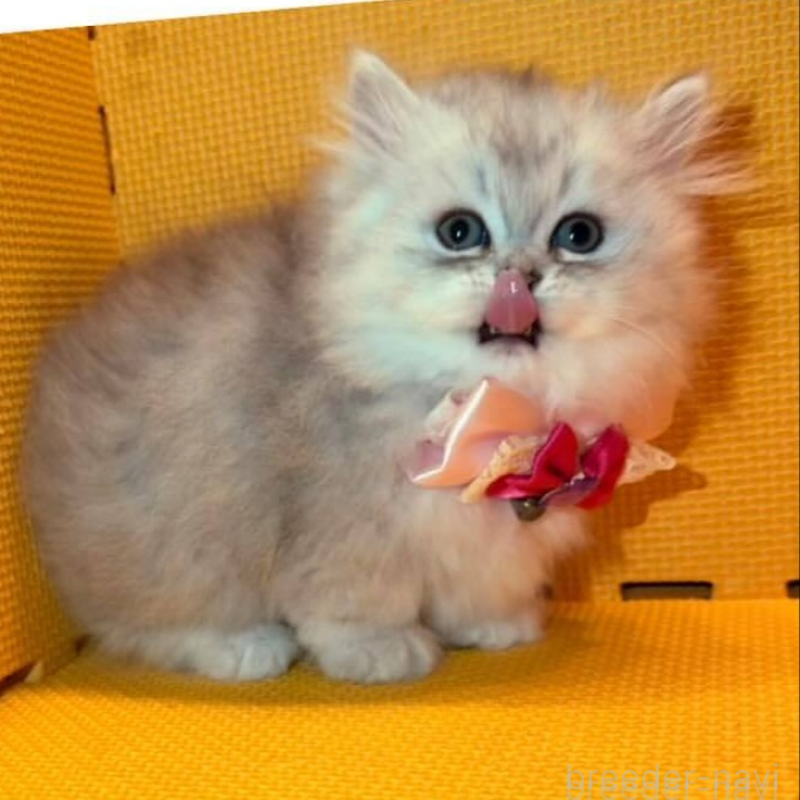 販売中の神奈川県のミヌエット(短足)-138026の3枚目