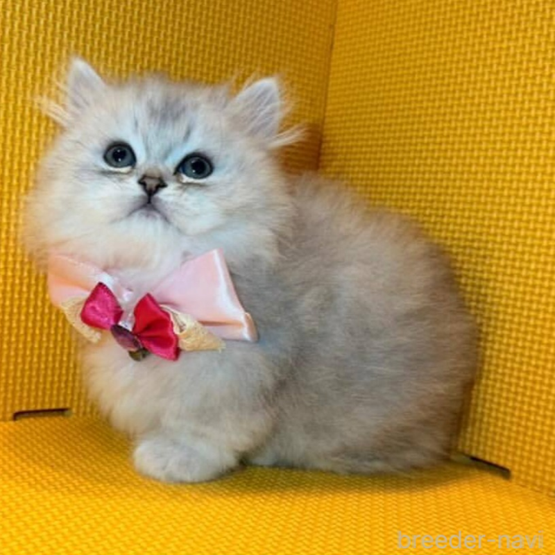 販売中の神奈川県のミヌエット(短足)-138026