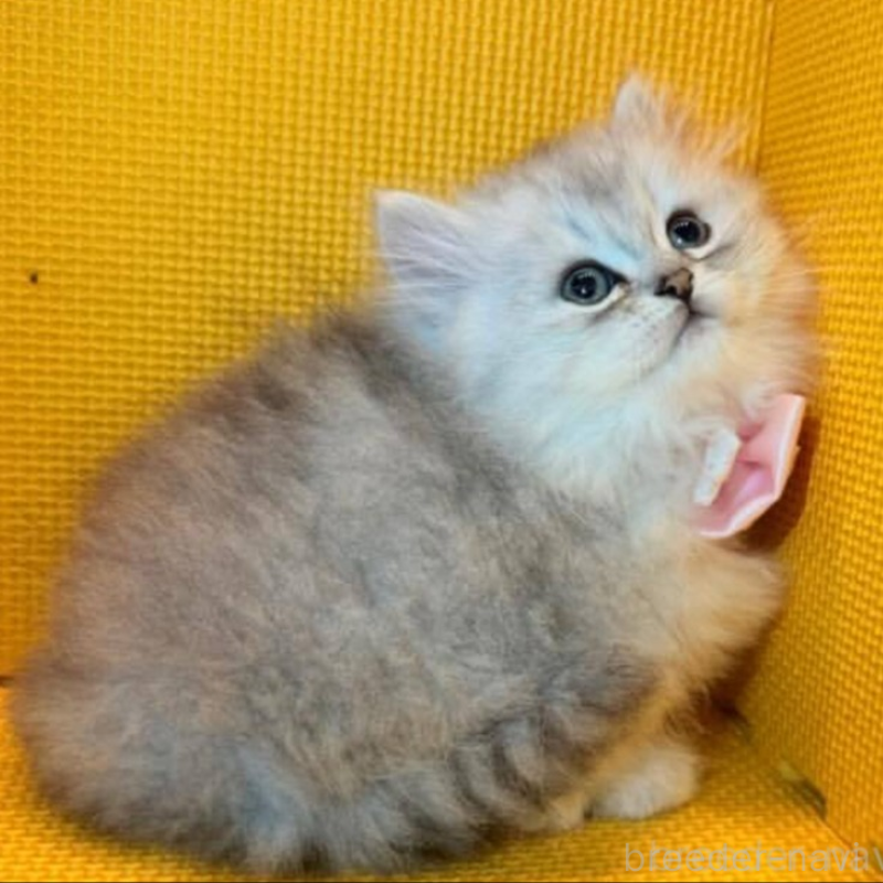 販売中の神奈川県のミヌエット(短足)-138026の2枚目