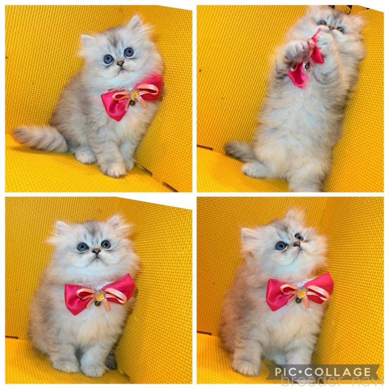 販売中の神奈川県のミヌエット(短足)-138027の5枚目