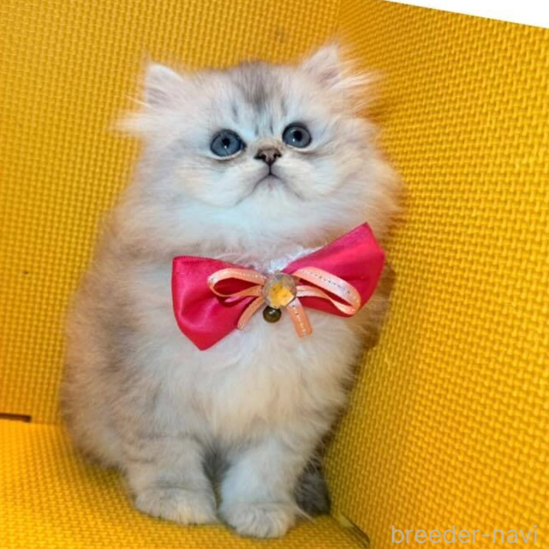 販売中の神奈川県のミヌエット(短足)-138027の4枚目