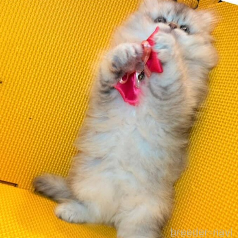 販売中の神奈川県のミヌエット(短足)-138027の3枚目