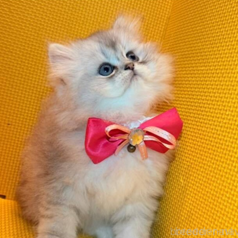 販売中の神奈川県のミヌエット(短足)-138027の2枚目