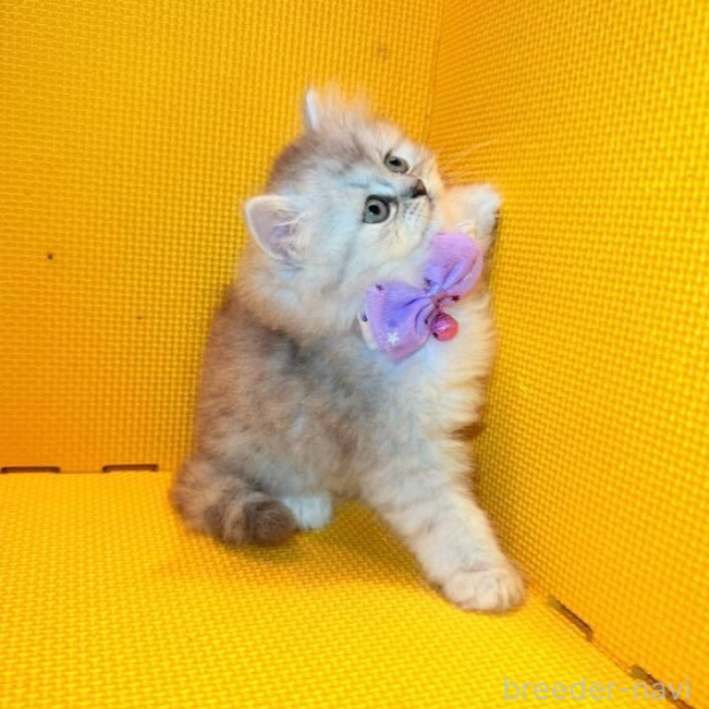 販売中の神奈川県のミヌエット-138028の5枚目