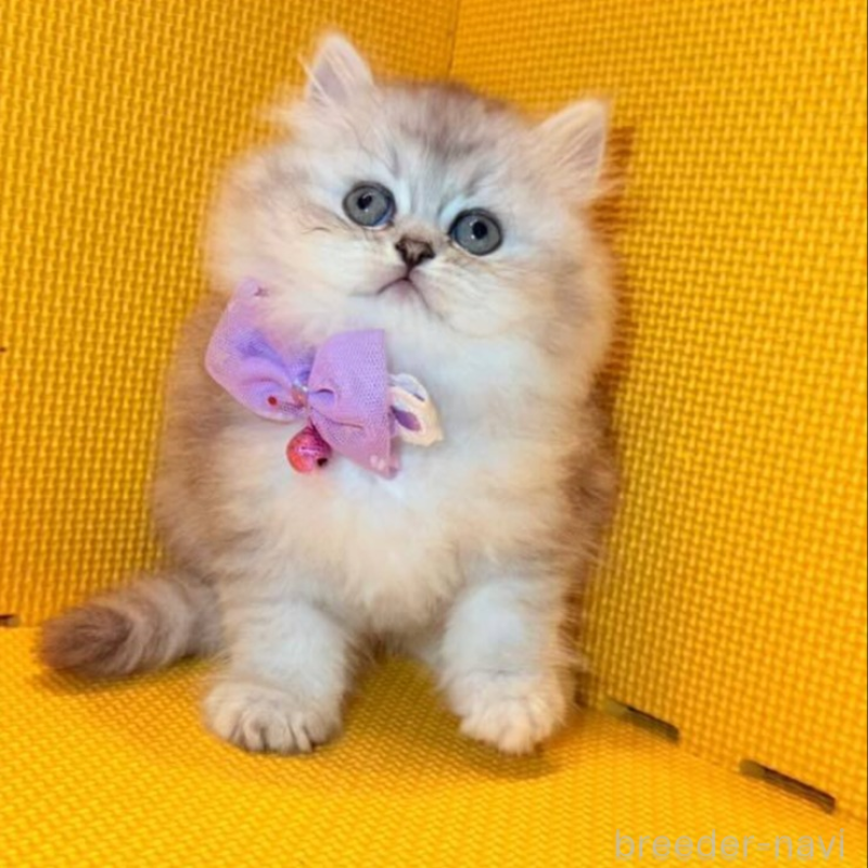 販売中の神奈川県のミヌエット-138028の4枚目