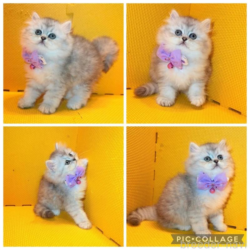 販売中の神奈川県のミヌエット-138028の3枚目