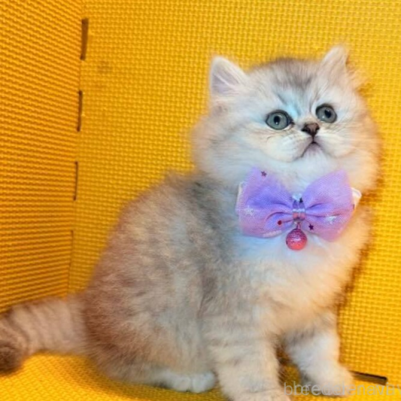 販売中の神奈川県のミヌエット-138028の2枚目