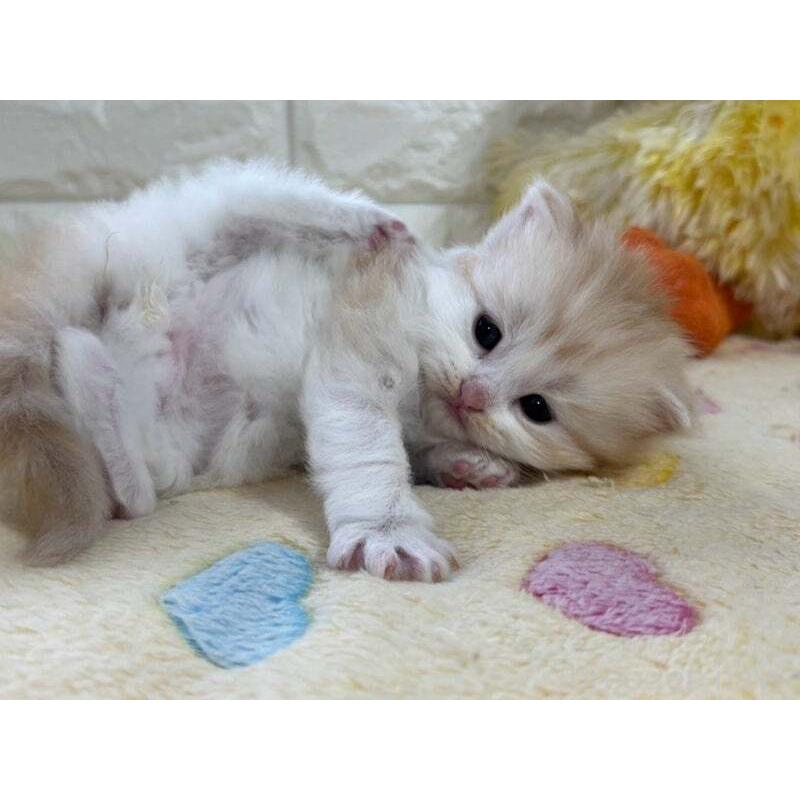 販売中の山梨県のスコティッシュフォールド-138029の4枚目