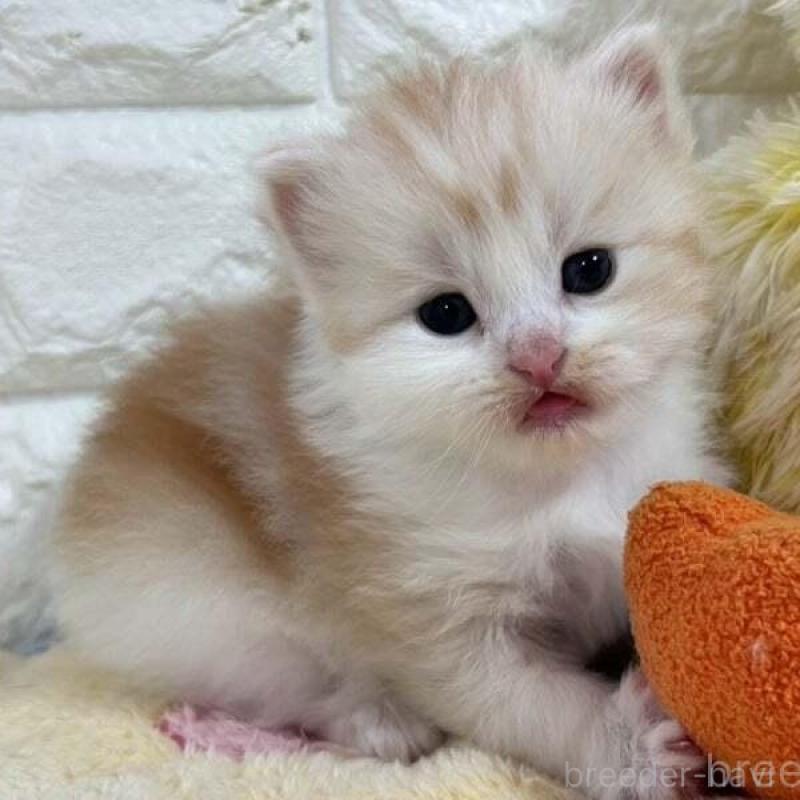 販売中の山梨県のスコティッシュフォールド-138029の3枚目